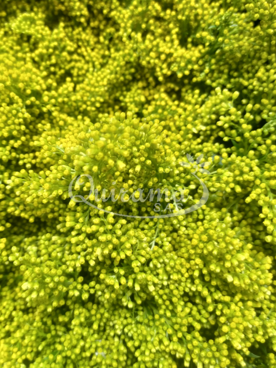 gallery/solidago primer plano